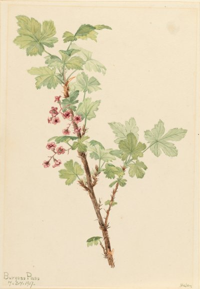 Prickly Currant by Mary Vaux Walcott