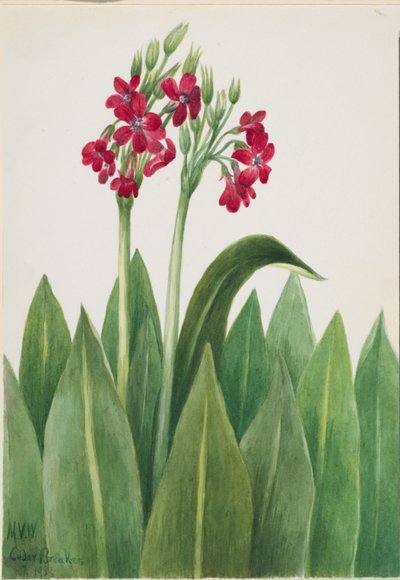 Primrose (Primula parryi) by Mary Vaux Walcott