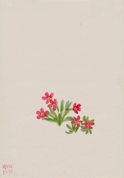 Primrose Primula Angustifolia by Mary Vaux Walcott