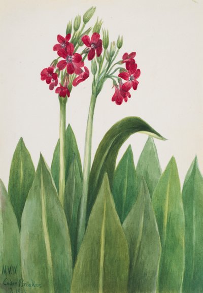 Primrose Primula parryi, 1938 by Mary Vaux Walcott