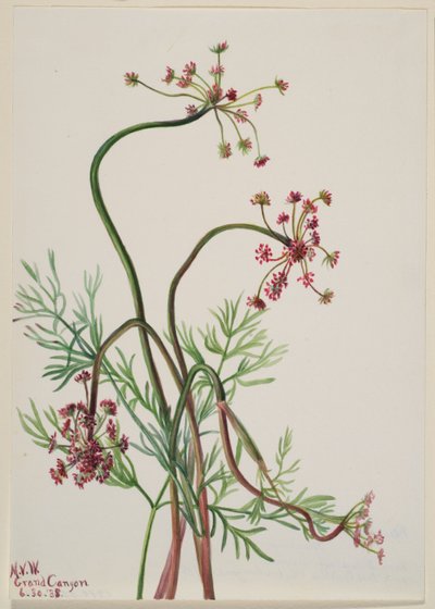Pseudocymopterus montanus by Mary Vaux Walcott