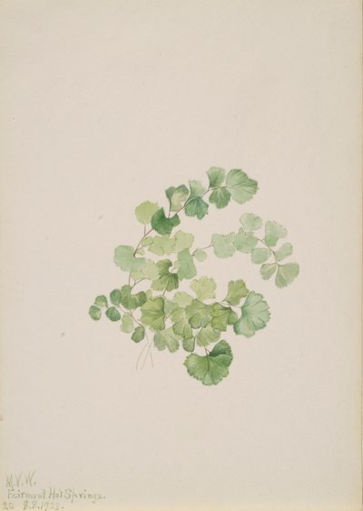 Puccoon Lithospermum Ruderale, 1923 by Mary Vaux Walcott
