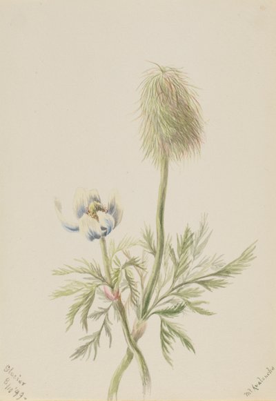 Pulsatilla Occidentalis by Mary Vaux Walcott