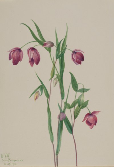 Purple Fairy Lantern by Mary Vaux Walcott
