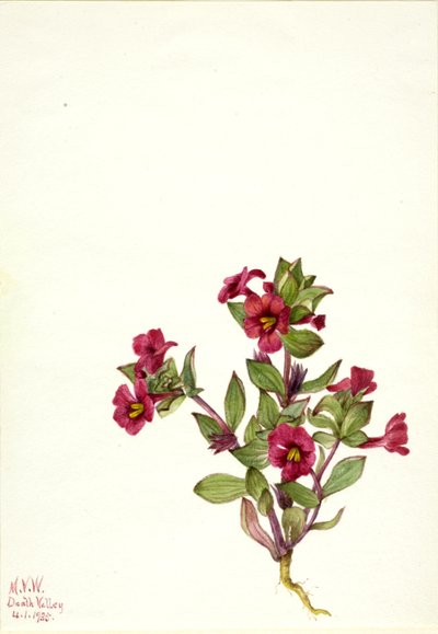Purple Monkey-Flower by Mary Vaux Walcott