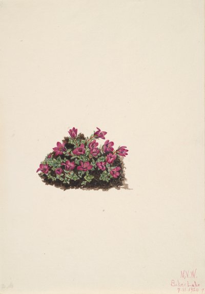 Purple Saxifrage by Mary Vaux Walcott
