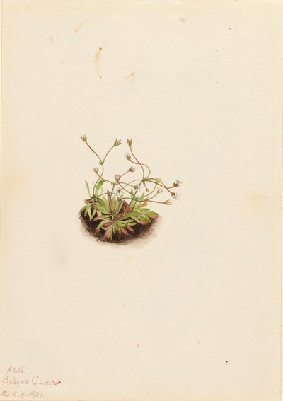 Pygmy Androsace by Mary Vaux Walcott