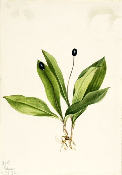 Queencup Clintonia uniflora by Mary Vaux Walcott