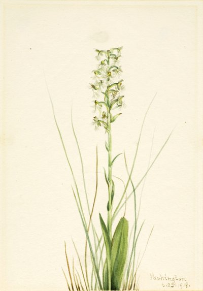 Ragged Fringe-orchid (Habenaria lacera) by Mary Vaux Walcott