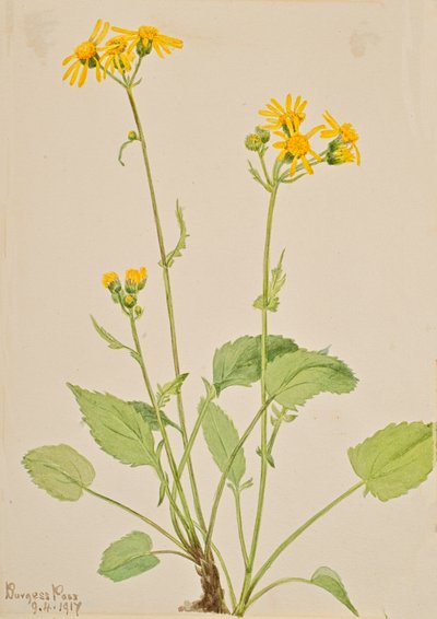 Ragwort Senecio Burkei by Mary Vaux Walcott