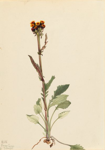 Rayless Groundsel Senecio Pauciflorus by Mary Vaux Walcott