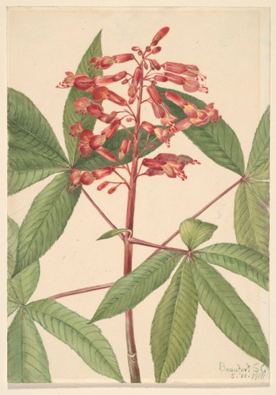 Red Buckeye by Mary Vaux Walcott