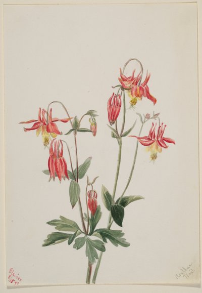 Red Columbine (Aquilegia formosa) by Mary Vaux Walcott