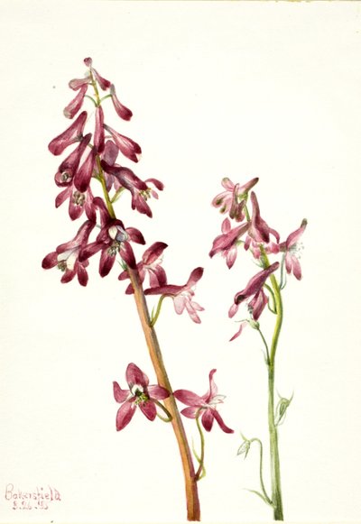 Red Larkspur Delphinium Nudicale by Mary Vaux Walcott