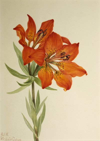 Red Lily Lilium montanum, 1923 by Mary Vaux Walcott