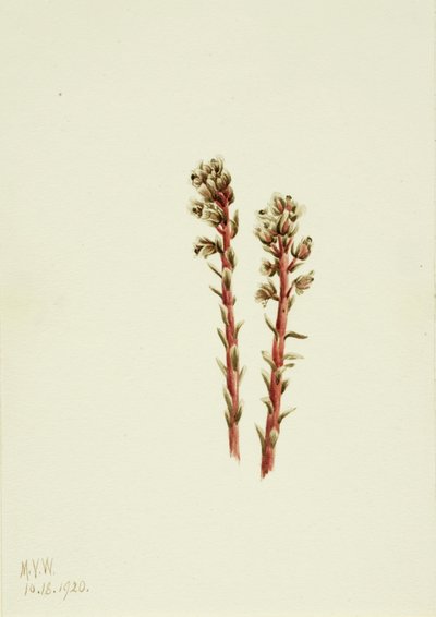 Red Pinesap by Mary Vaux Walcott