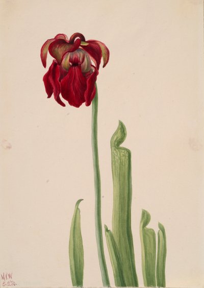 Red Pitcherplant Sarracenia jonesii by Mary Vaux Walcott