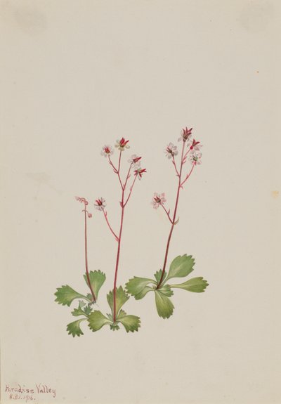 Redstem Saxifrage by Mary Vaux Walcott