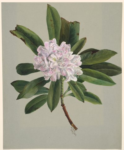 Rhododendron Rhododendron maximum by Mary Vaux Walcott