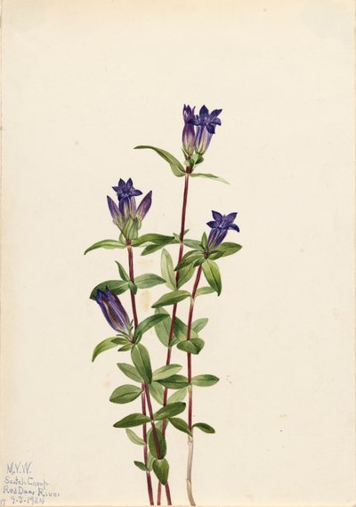 Riverbank Gentian Gentiana affinis by Mary Vaux Walcott
