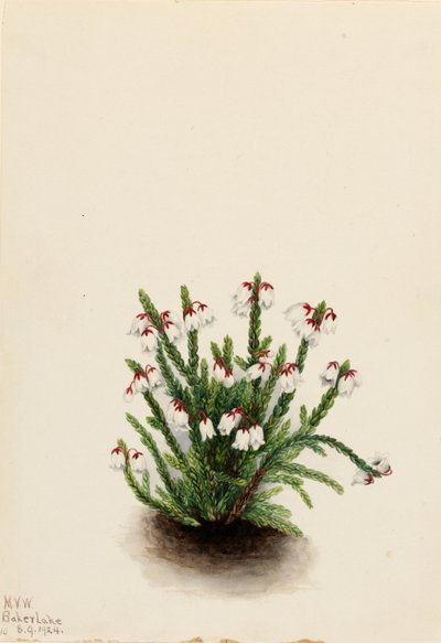 Rocky Mountain Cassiope by Mary Vaux Walcott