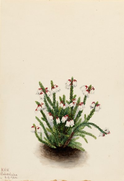 Rocky Mountain Cassiope, 1924 by Mary Vaux Walcott
