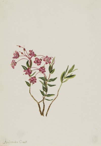 Rocky Mountain Kalmia (Kalmia microphylla) by Mary Vaux Walcott