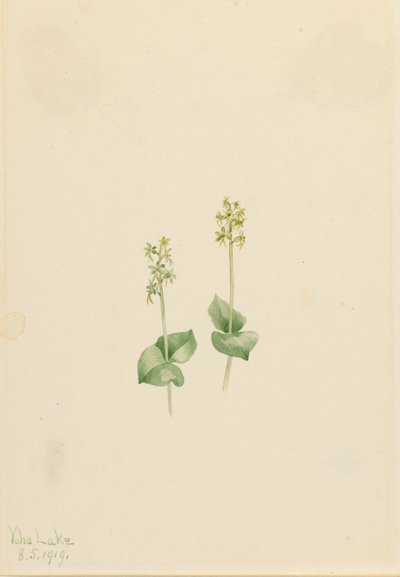 Rocky Mountain Twayblade Ophrys necrophylla, 1919 by Mary Vaux Walcott