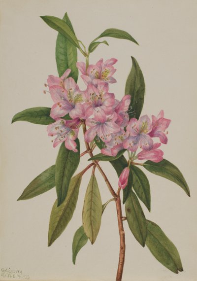 Rose-Bay Rhododendron by Mary Vaux Walcott