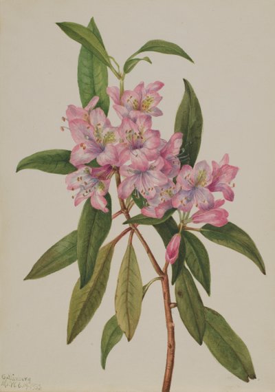 Rose-Bay Rhododendron Rhododendron carolinianum, 1932 by Mary Vaux Walcott