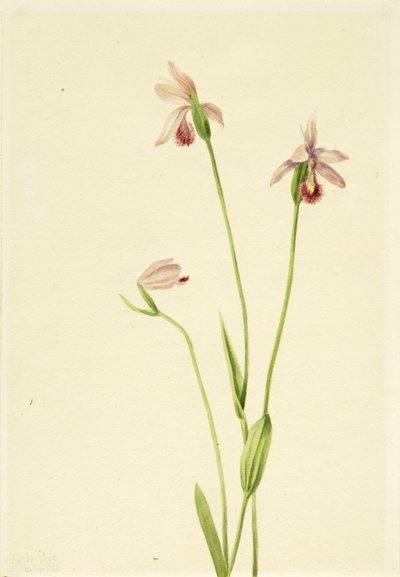 Rose Pogonia by Mary Vaux Walcott
