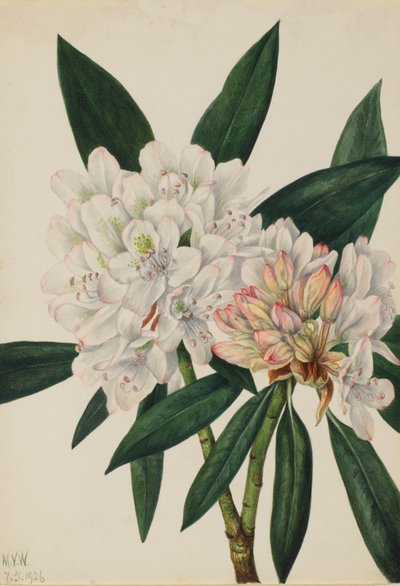 Rosebay Rhododendron Rhododendron Maximum by Mary Vaux Walcott
