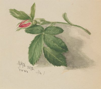 Rosebud by Mary Vaux Walcott