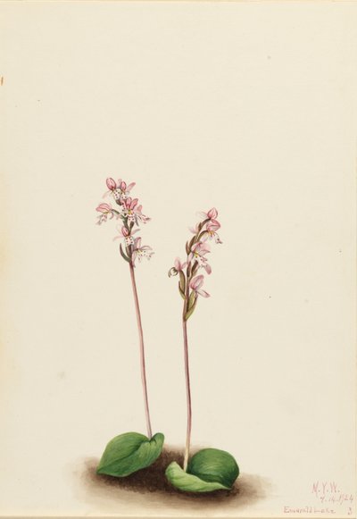 Roundleaf Orchis by Mary Vaux Walcott
