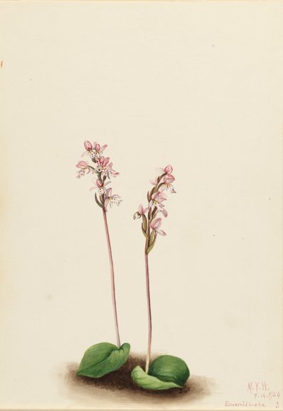 Roundleaf Orchis Orchis rotundifolia, 1924 by Mary Vaux Walcott