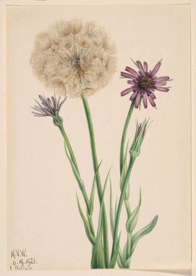 Salsify by Mary Vaux Walcott