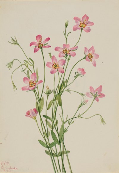 Saltmarsh Rosegentian (Sabbatia stellaris) by Mary Vaux Walcott