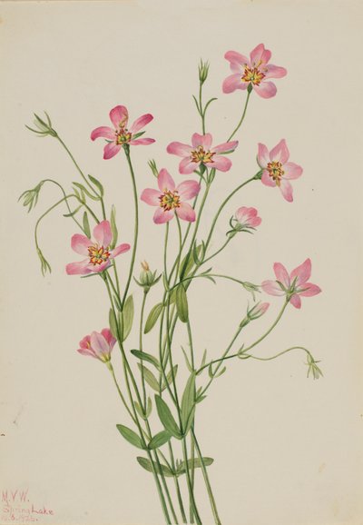 Saltmarsh Rosegentian, 1926 by Mary Vaux Walcott
