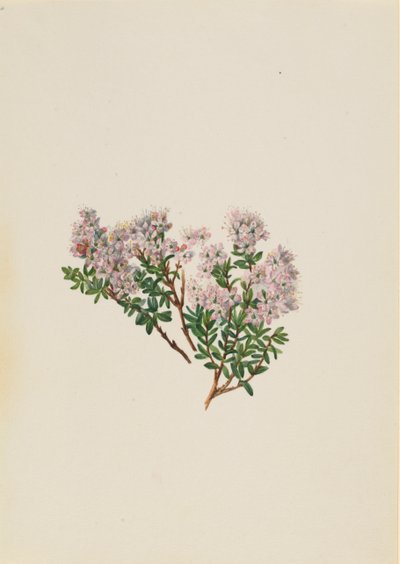 Sand Myrtle by Mary Vaux Walcott