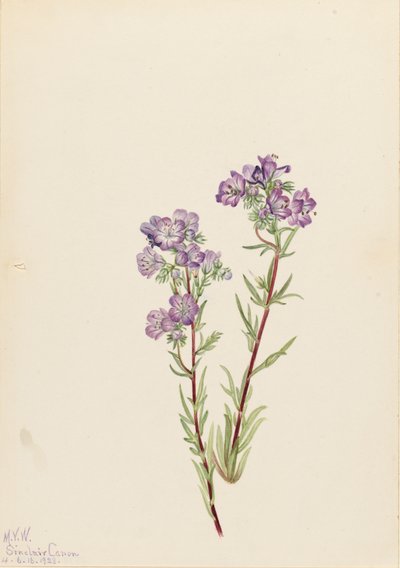 Sand Phacelia Phacelia Linearis by Mary Vaux Walcott