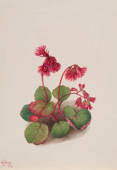 Schizocodon soldanelloides by Mary Vaux Walcott