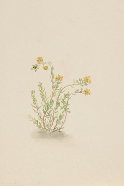 Sedum stenopetalum by Mary Vaux Walcott