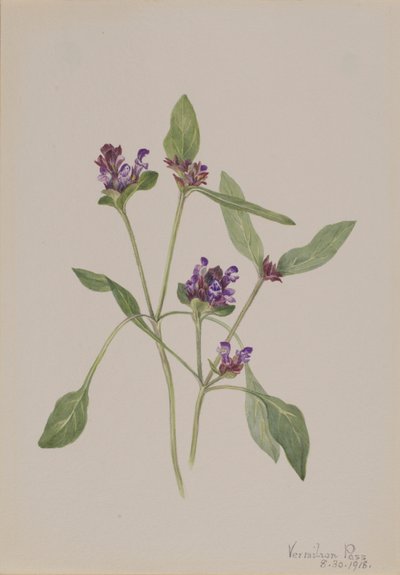 Self-Heal (Prunella vulgaris) by Mary Vaux Walcott