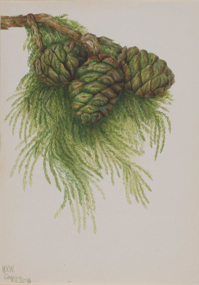 Sequoia (Sequoia gigantea) by Mary Vaux Walcott