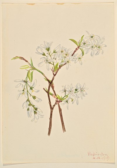 Shadbush (Amelanchier oblongifolia) by Mary Vaux Walcott