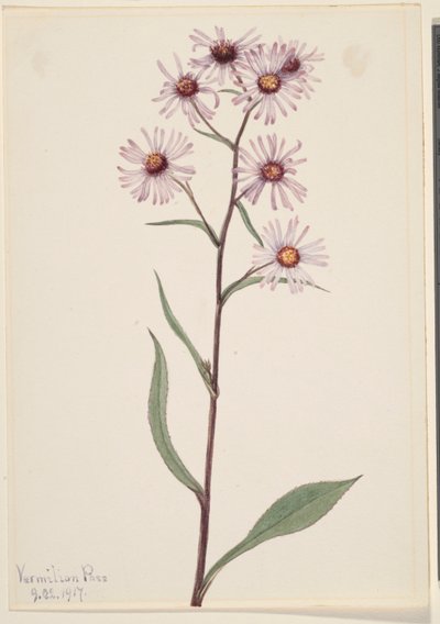 Showy Aster by Mary Vaux Walcott