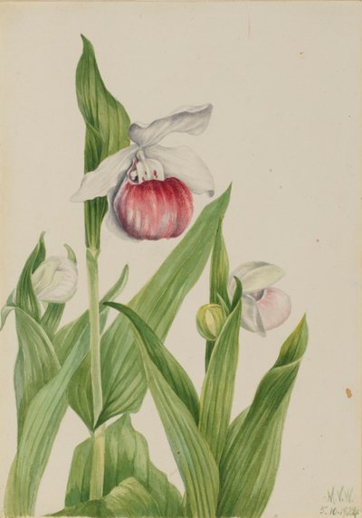 Showy Lady