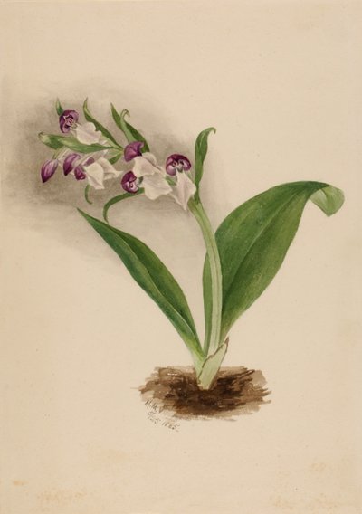 Showy Orchids, 1885 by Mary Vaux Walcott