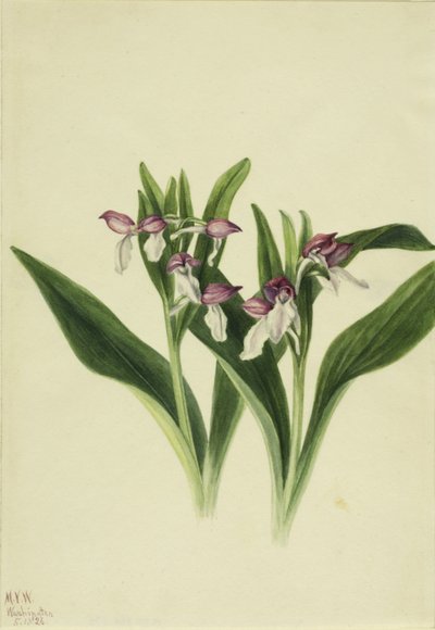 Showy Orchis by Mary Vaux Walcott
