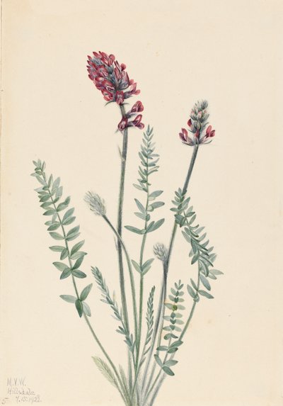 Showy Oxytrope Oxytropis Splendens by Mary Vaux Walcott